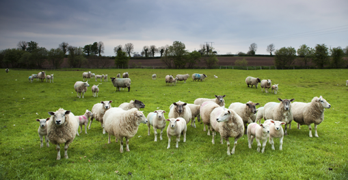 luas-lahan-padang-rumput-yang-ideal-untuk-gembala-domba